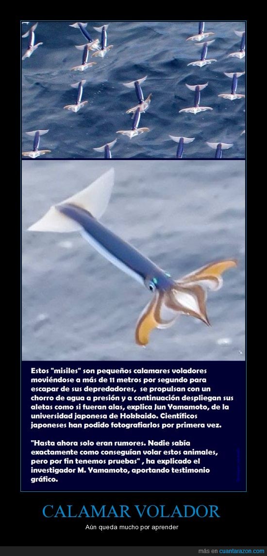 Calamar,Volar,calamar volador,primera vez,fotografía,Japón